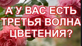 РОЗЫ. МЫ, КАК ЮЖНЫЕ РЕГИОНЫ МОЖЕМ УВИДЕТЬ ТРЕТЬЮ ВОЛНУ ЦВЕТЕНИЯ РОЗ.