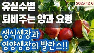 유실수별 퇴비주는 양과 요령 #복숭아나무 #포도나무 #사과대추나무 #일반대추나무 #사과나무 #체리나무 #단감나무 #복분자나무 #살구나무 #블루베리나무