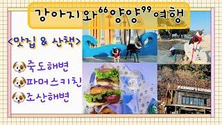 강아지와 양양 가기좋은곳!(산책 & 인생버거 “파머스키친”맛집)