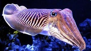 King of camouflage - Cuttlefish ( Documentary )