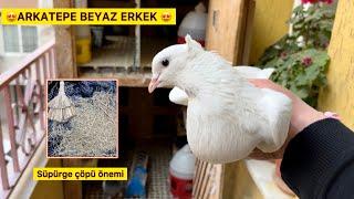 HARİKA BEYAZ ERKEK GERİ GELDİ  KUŞLARA SÜPÜRGE ÇÖPÜ YAPTIK ~ Taklacı Güvercin Oyunkuşu