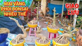 (@THÀNH #zalo_0342678836)#Mai vàng phoi Bonsai nhiều thế GL 13/3/2025  ĐC:H.Cờ Đỏ,TPCT