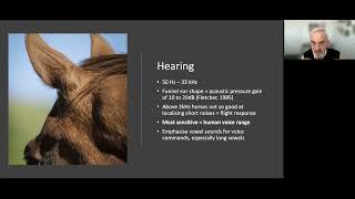 Andrew McLean: Speaking horse
