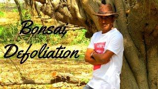 Ficus Defoliation Bonsai Technique / Bonsai Hunter