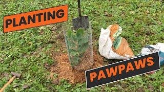 HOW TO PLANT PAW PAWS / A WEEK OFF DOING WORK IN MY PERMACULTURE FOOD FOREST (ZONE 6B)