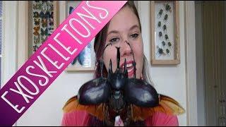 ENTOMOLOGIST EXPLAINS: Exoskeleton, Chitin, and Sclerotin