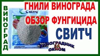  Виноград ГНИЕТ!  Как СПАСТИ? Фунгицид Свитч лучший от гнилей винограда. Какой срок ожидания?