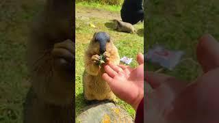 Cute Wild animal bobak marmot or prairie dog 236 #animal #animals #marmot #cute #wildanimals