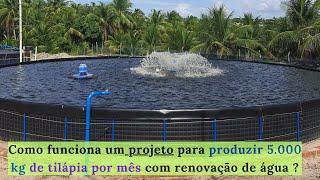 PISCICULTURA 497: Como produzir 5 000 kg de tilápia por mês como renovação de água?