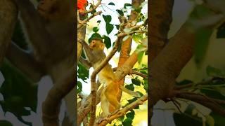 Monkey On The Tree #shortsviral #youtubeshorts #monkey