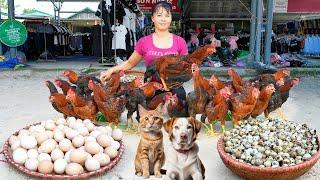 Harvesting Chicken, A Lot Of Chicken Eggs And Quail Eggs Goes To The Market Sell - Farm Life