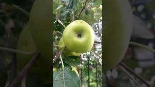 Gala Apples - 4 year old Apple tree , Chicago hardy Apple Trees