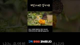 매일드리는 감사기도 #감사기도 #매일기도 #1분기도