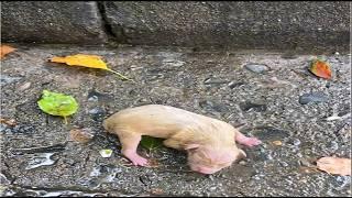 In the heavy rain- a newborn puppy trembled- trying to crawl step by step to find its mother