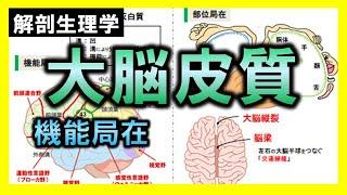 【解剖生理学（神経系）】大脳皮質（機能局在）：リメイクver.