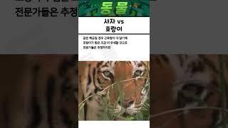 호랑이 VS 사자 맞다이 비교 영상