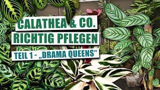 Maranta, Calathea & Co. - Pflege Basics & Tipps (Teil 1)