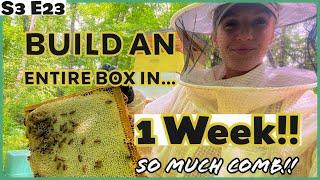10 Tips To Draw Comb FAST!  Beekeeping 101 #beekeeping