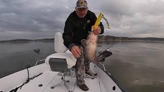 I just "LiveScoped" a Flathead Catfish!