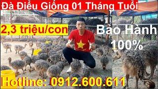 Giá Đà Điểu Giống Một Tháng Tuổi, PHUONG NAM TV, Trang Trại Đà Điểu Phương Nam