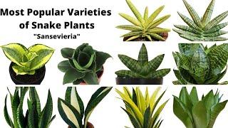 41 Types of Snake Plants with Names || Most Popular Varieties of Snake Plants||SansevieriaVarieties