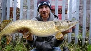 Pike CRUSH Big Swim Baits In This Murky Water