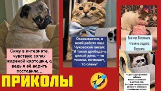 Чувствую запах жареной картохи сидел смотрел смешные картинки мемы котики приколы  