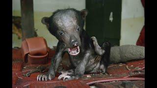 Sun Bear Rescue | Meet Betung | BSBCC