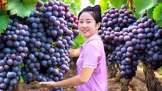 Harvesting Sweet Giant Grapes,Traditional Grape Jam Recipe Go To Market Sell|Harvesting Farm Produce
