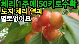 체리 이렇게 해야 1주당 50키로이상 수확을 합니다