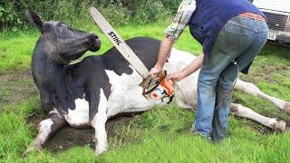 Thrilling Farm Life Chainsaw Tree Cutting Cow Milking and More!