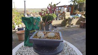 Koi and Bonsai springing into life part 1