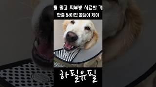 털 다 밀고 피부병 치료한 시골개 1탄
