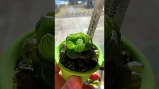 Vlog 宮ヶ瀬湖 (音楽: Viewsミュージシャン: @iksonmusic)#園芸 #観葉植物 #plants #植物 #宮ヶ瀬湖 #レジャー #多肉 #アガベ #パキポディウム #寄植え