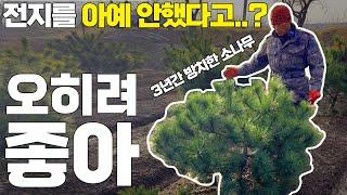 3년간 전지를 아예 안했다고? 오히려 좋아..! [어린소나무 200주 전지 2탄!] 처음 손대는 소나무 전지 새로운 꿀팁공개~ 돼지꼬리 사용법, 제품추천까지 다 담았어요