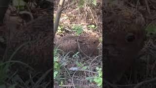 Маленький заяц. #топ #hunting #fishing