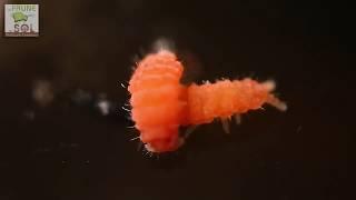 Blue, Yellow and red Neanuridae collembola