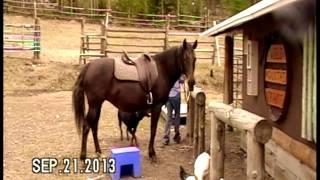 Rocky Mountain Horse Mare for Sale