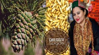 || Chilgoza Season In Kinnaur HP || Chilgoza Garland||