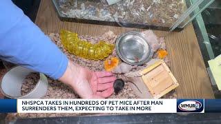 NHSPCA takes in hundreds of pet mice after man surrenders them, expecting to take in more