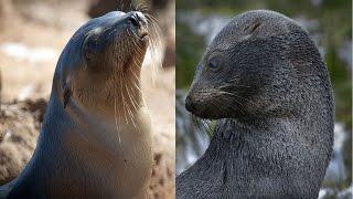 Sea Lion & Fur Seal - The Differences