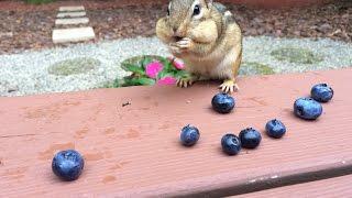 All About Riblet - Episode 4 - Hand feeding chipmunks blueberries