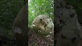 Yaş Kirmit Mantarı, Russula aeruginea, Mantar türleri