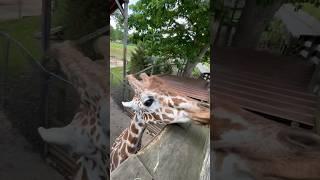 The Giraffes  Loved Being Fed At The Metro Richmond Zoo! #shorts #animals #giraffe #zoo #virginia