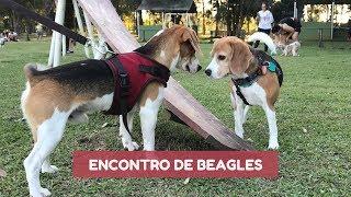 9º encontro dos Beagles de Curitiba - Abril 2018 - Organização Meu AUmigo Cão