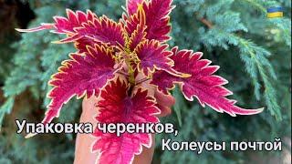 Правильная упаковка черенков в посылку / Колеусы почтой / Garden Coleus