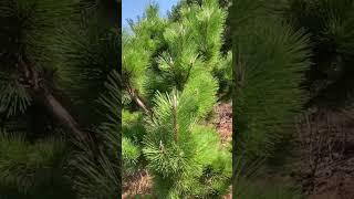 Pruning of Thunderhead Japanese Black Pine  #garden #gardeningismytherapy #gardening