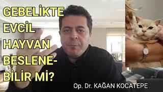 GEBELİKTE KEDİ,KÖPEK,KUŞ GİBİ EVCİL VE DİĞER EVCİL OLMAYAN HAYVANLAR BESLENEBİLİR Mİ,ZARARI VAR MI?