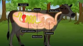 Digestion in Grass Eating Animals | Macmillan Education India