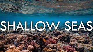 Shallow Seas - Continental Shelf, Coral, Plankton and Kelp - Biomes#11